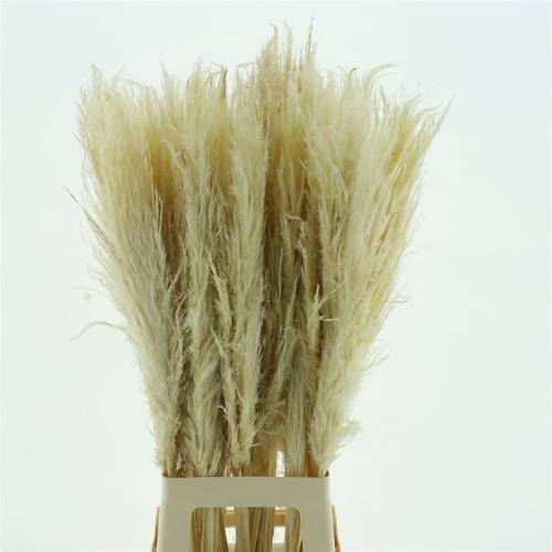 Cortaderia overig