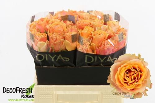 Rosa grootbloemig Carpe Diem+
