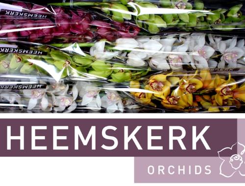 Cymbidium grootbloemig per tak gemengd