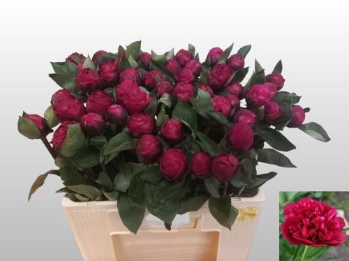 Paeonia Lactiflora Grp 'Red Sarah Bernhardt'