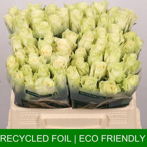 Rosa grootbloemig Athena