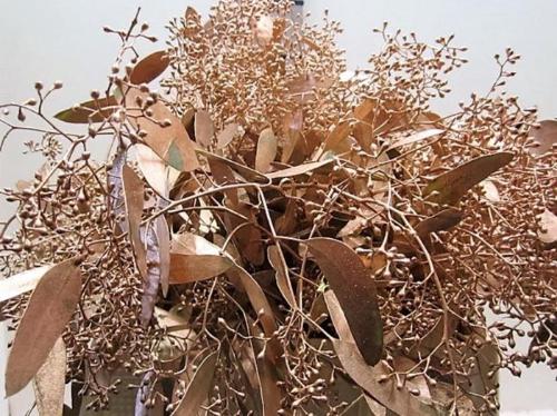 Eucalyptus kleurbehandeld per bos H%