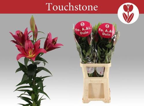 Lilium (OT-hybrids Grp) 'Touchstone'
