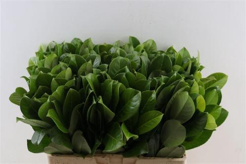 Prunus (blad) laurocerasus