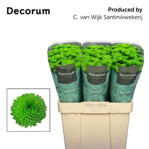 Chrysanthemum Indicum Grp tros santini Country