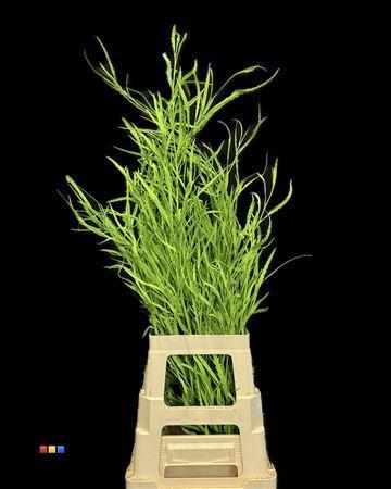 Decoratiegroen kleurbehandeld per bos H%