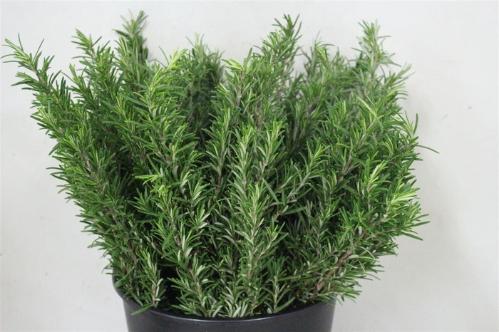 Rosmarinus officinalis