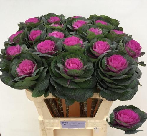 Brassica oleracea 'Red Crane'