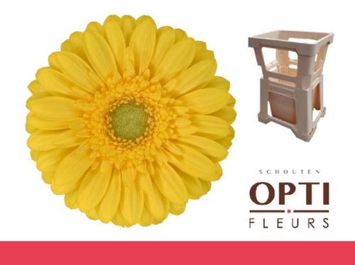 Gerbera mini Emoji