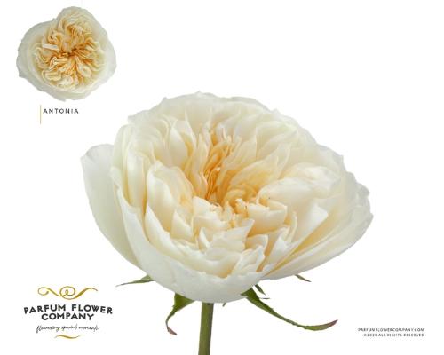 Rosa grootbloemig overig