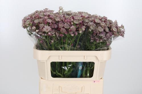 Astrantia major 'Star of Africa'