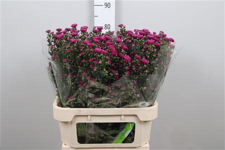 Aster Novi-belgii Grp 'Flash'