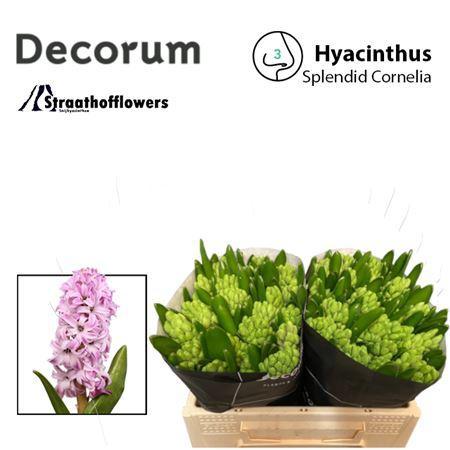 Hyacinthus orientalis 'Splendid Cornelia'
