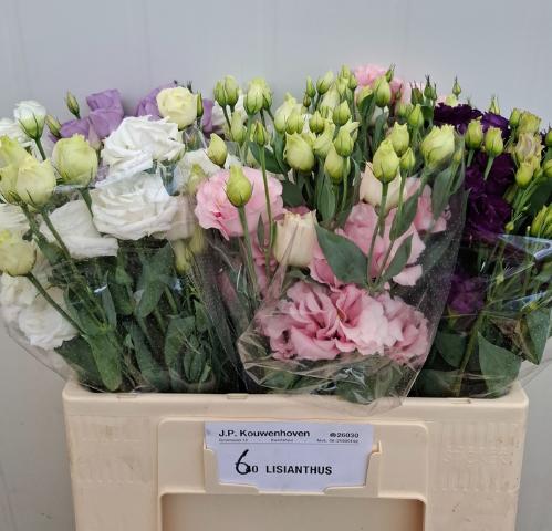 Eustoma russellianum enkelbloemig gemengd
