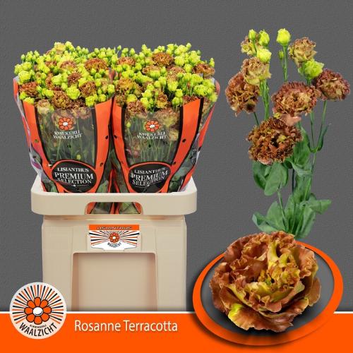 Eustoma russellianum gevuldbloemig 'Rosanne Terracotta'
