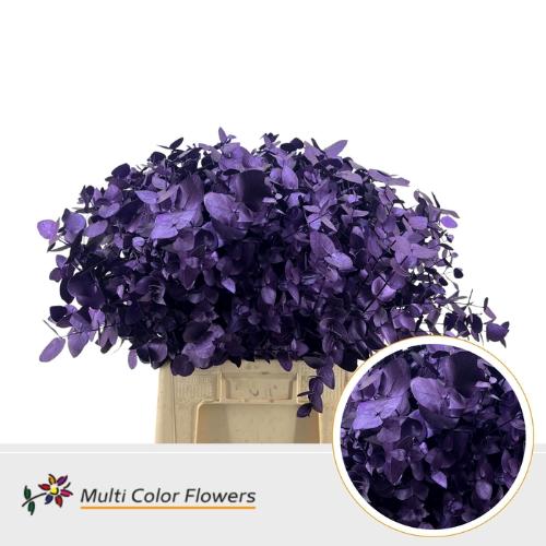 Eucalyptus cinerea kleurbehandeld per bos H%