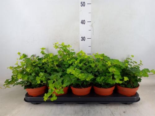 Hedera helix 'Wonder'