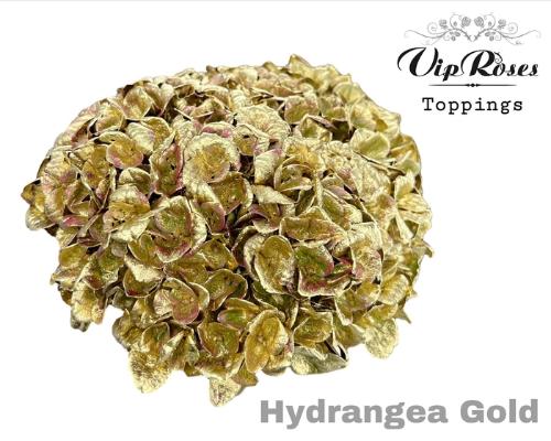 Hydrangea overig kleurbehandeld H%