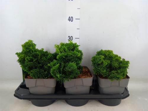 Chamaecyparis obtusa 'Nana Gracilis'