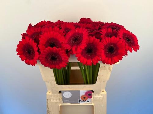 Gerbera mini Red Ruby