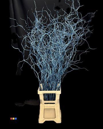 Salix kleurbehandeld H%