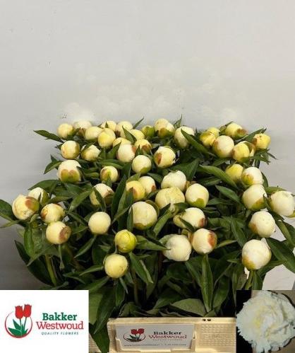 Paeonia Lactiflora Grp 'Duchesse de Nemours'