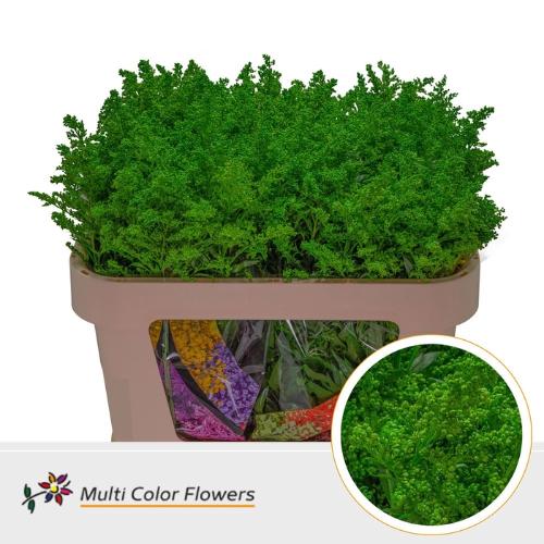 Solidago kleurbehandeld H%
