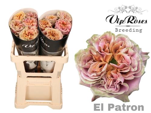 Rosa grootbloemig El Patron