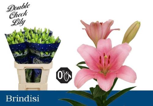 Lilium Longiflorum x Aziatische Grp 'Brindisi'