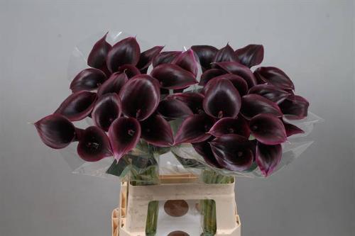 Zantedeschia 'Cantor'