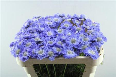 Scabiosa caucasica 'Staefa'