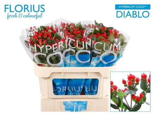 Hypericum Coco Diablo