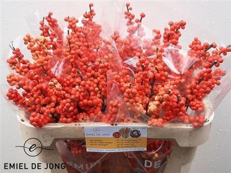 Ilex verticillata Oudijk's Orange