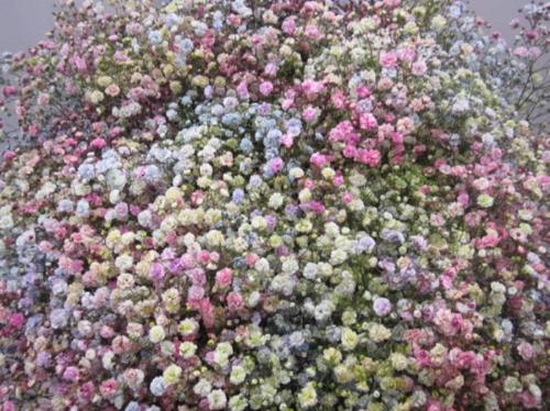 Gypsophila overig kleurbehandeld H%