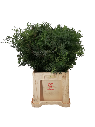 Pistacia (blad) per bos