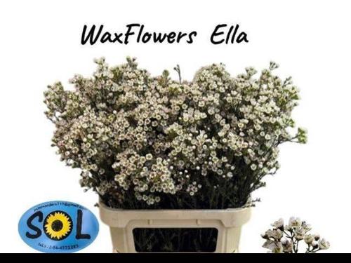 Chamelaucium uncinatum 'Ella'