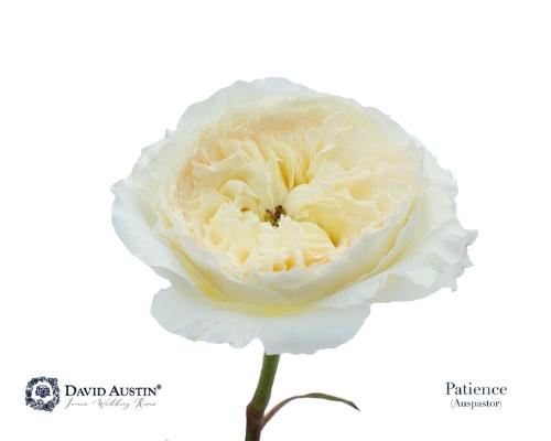 Rosa grootbloemig David Austin Patience