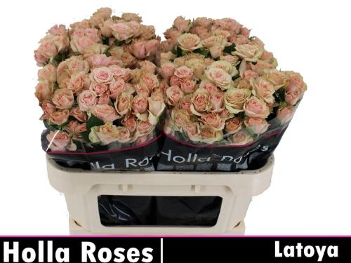 Rosa tros Latoya