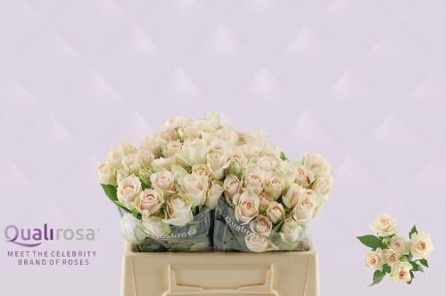 Rosa tros Super Bubbles