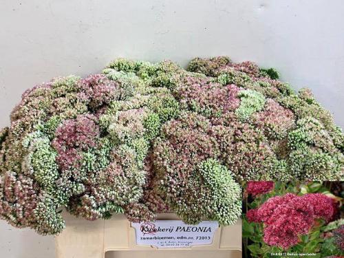 Sedum spectabile