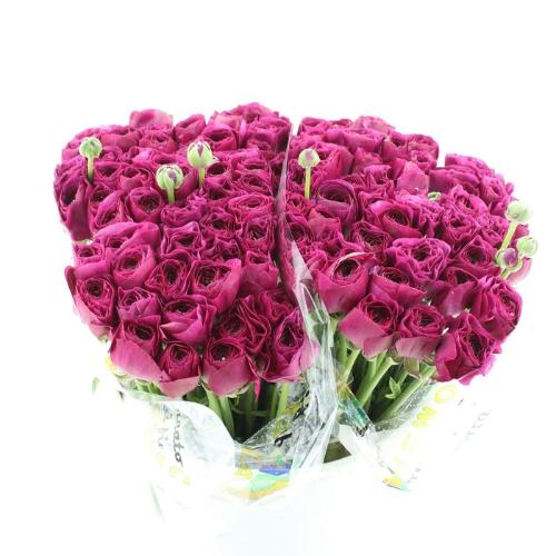 Ranunculus asiaticus Success Renoir