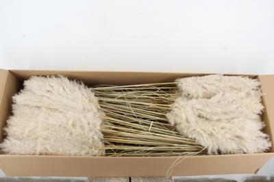 Cortaderia overig