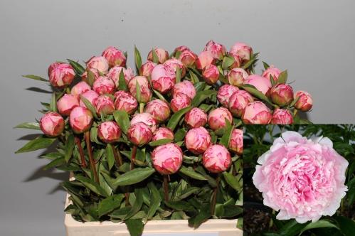 Paeonia Lactiflora Grp 'Sarah Bernhardt'