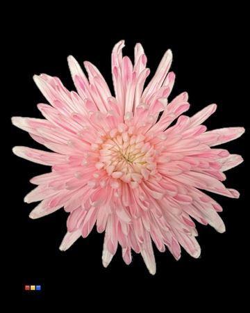 Chrysanthemum (Indicum Grp) geplozen Topspin kleurbehandeld H%