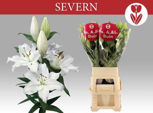 Lilium Oriental Grp 'Severn'