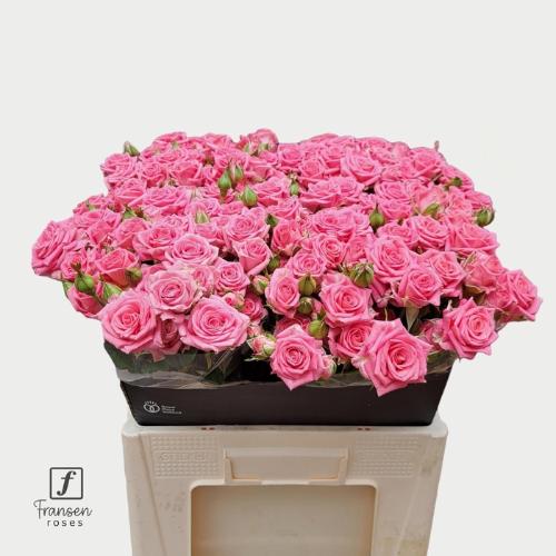 Dianthus tros 'Pink Bagatel'