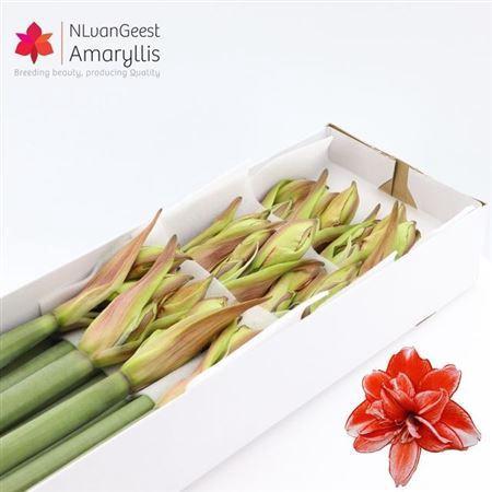 Hippeastrum (Double Galaxy Grp) 'Flamed Amadeus'