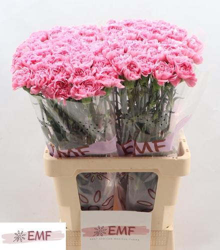 Dianthus standaard Montezuma