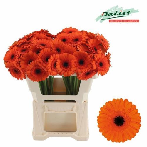 Gerbera mini 'Caramba'