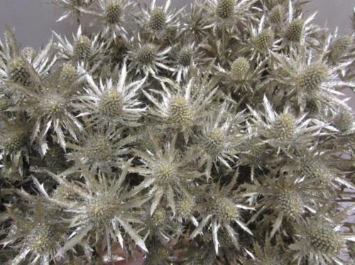 Eryngium planum kleurbehandeld H%